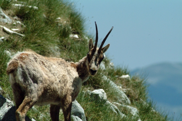 Camoscio d''Abruzzo Rupicapra pyrenaica ornata